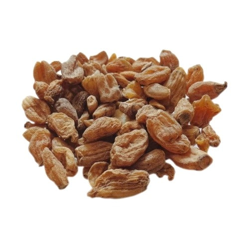 (Salab Misri) ثعلب مصری